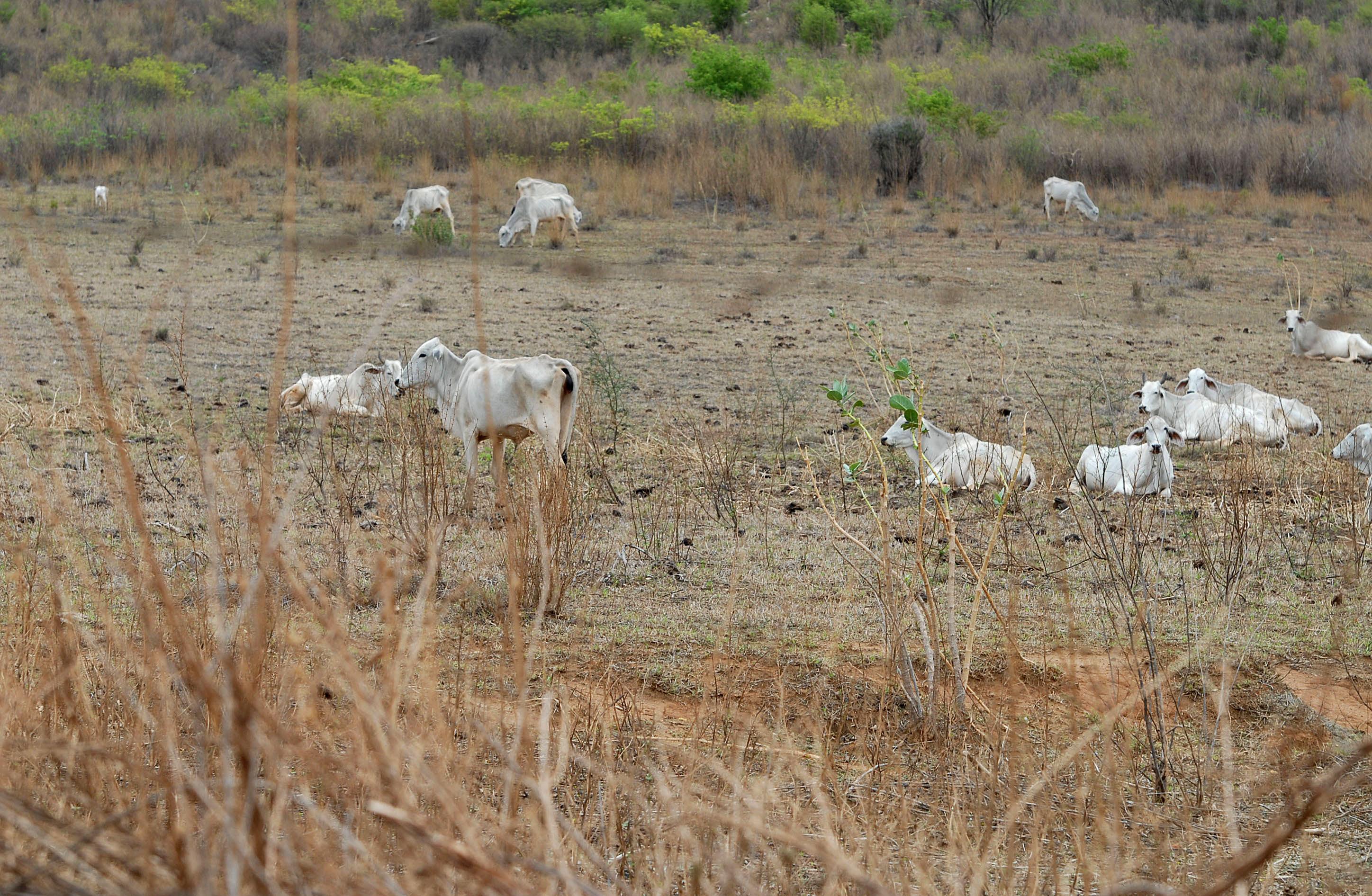 Deputado propõe anistia a pecuaristas que não vacinaram rebanhos durante seca