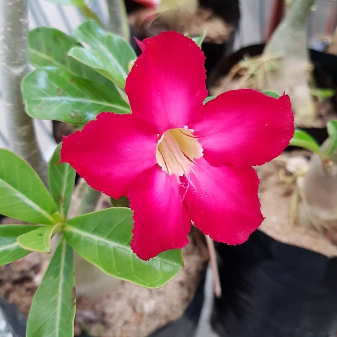 “Feira Rosas do Deserto” começa nesta quinta-feira em Natal