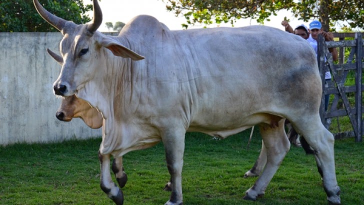 Em quatro anos, seca faz abate de bovinos cair 30% no RN