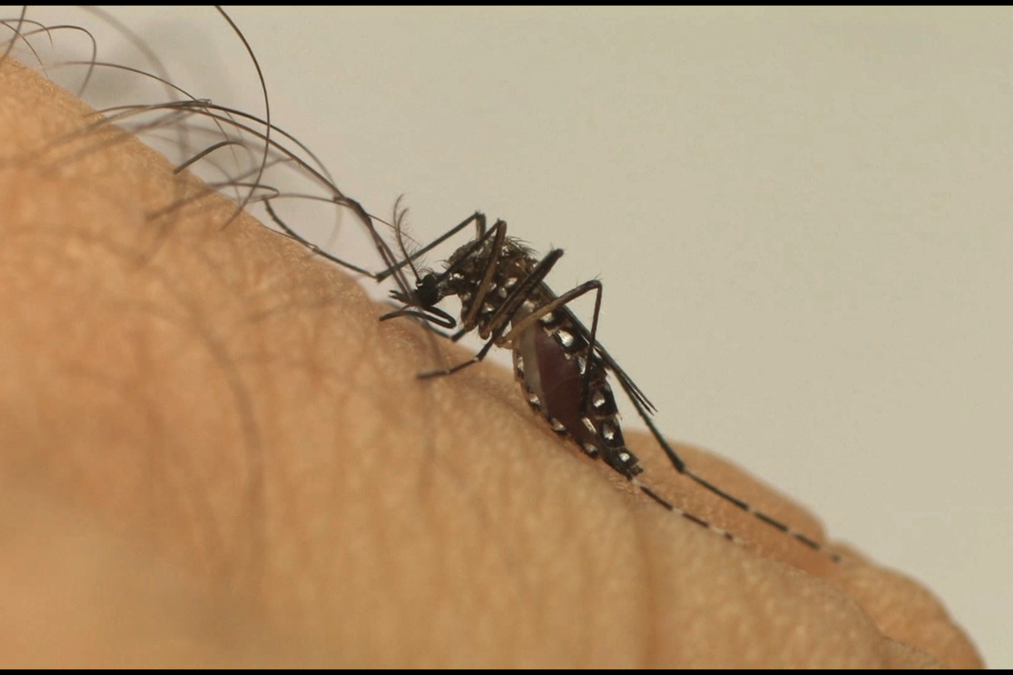 Cientistas alertam para risco de chikungunya em áreas de mata