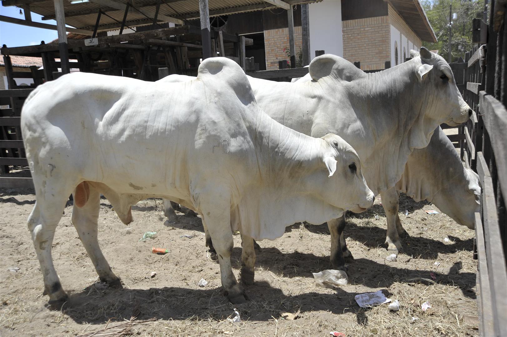 Anorc: RN deixa de arrecadar R$ 800 milhões por ano no comércio de carne bovina