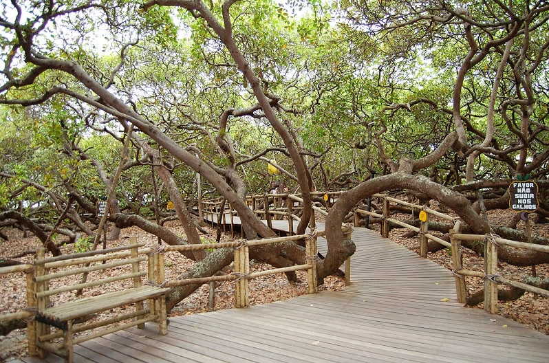 Funcionamento do Parque das Dunas e Cajueiro de Pirangi durante a Páscoa