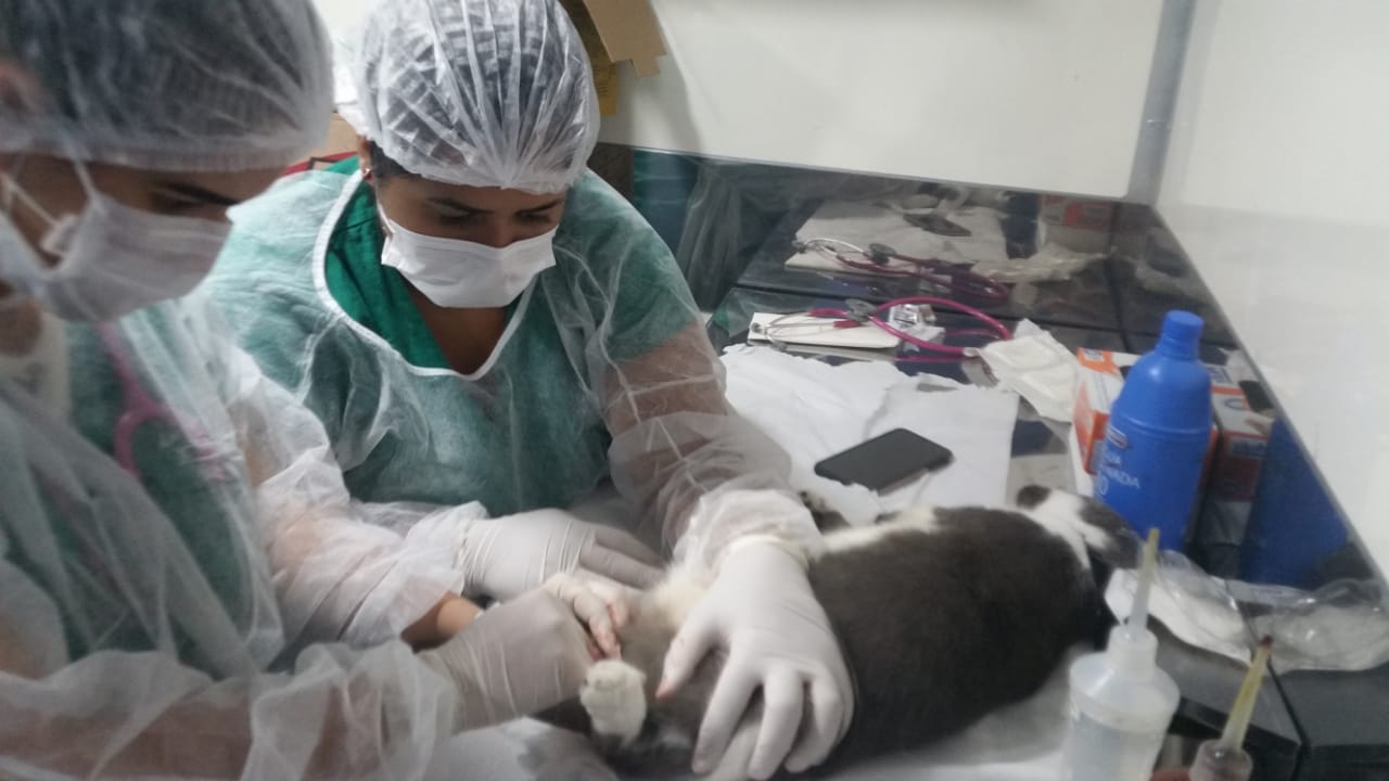 Secretaria de Saúde promove castração de mais de 100 animais em Natal