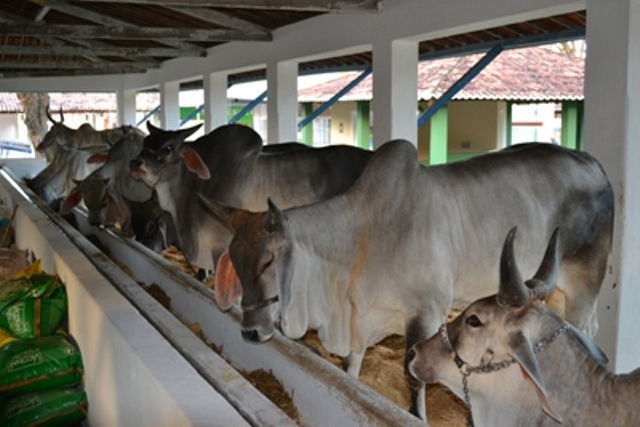 Anorc: RN deixa de arrecadar R$ 700 mi com carne bovina e perde 30 mil empregos