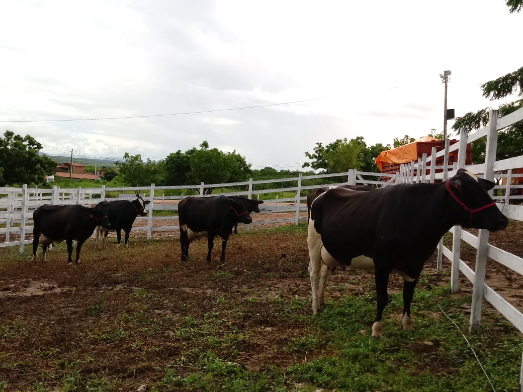 Estado quer manter status livre de febre aftosa com vacinação