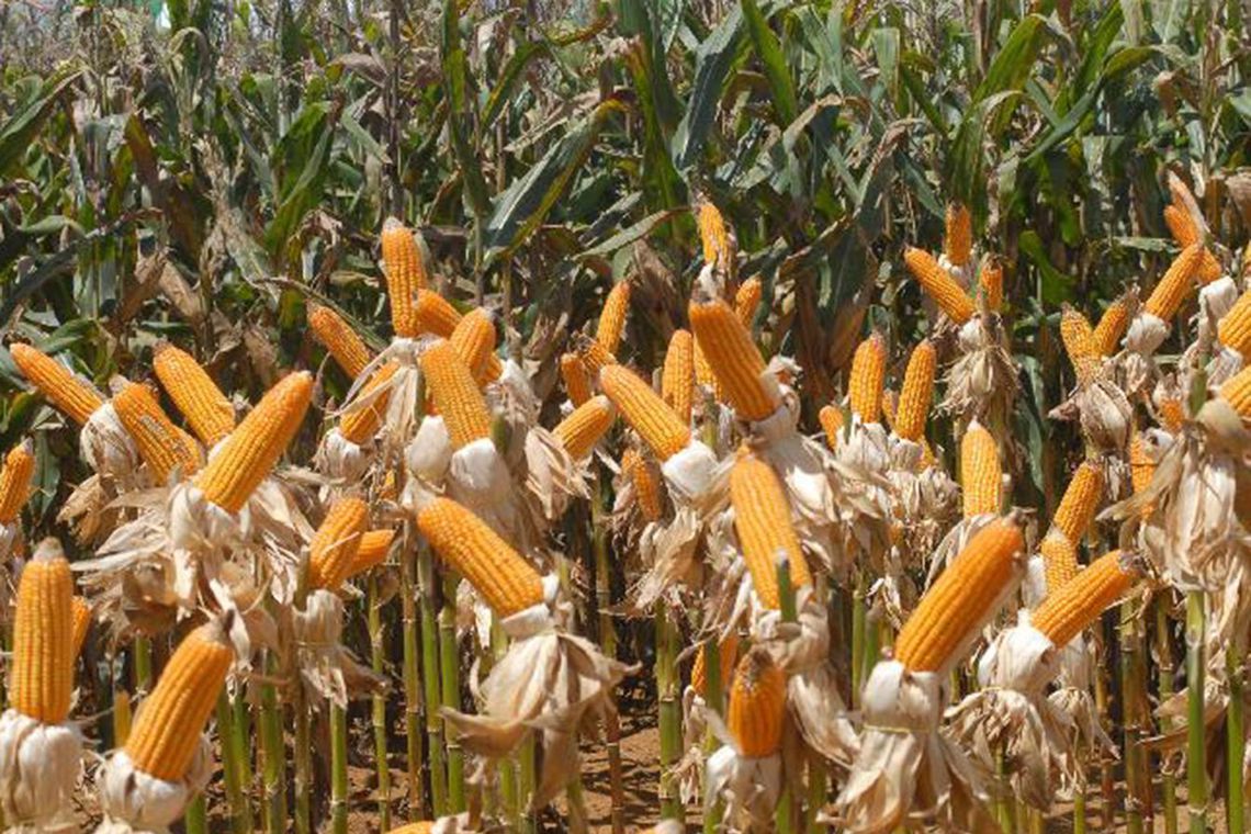 Conab: produção de etanol a partir do milho é tendência cada vez maior