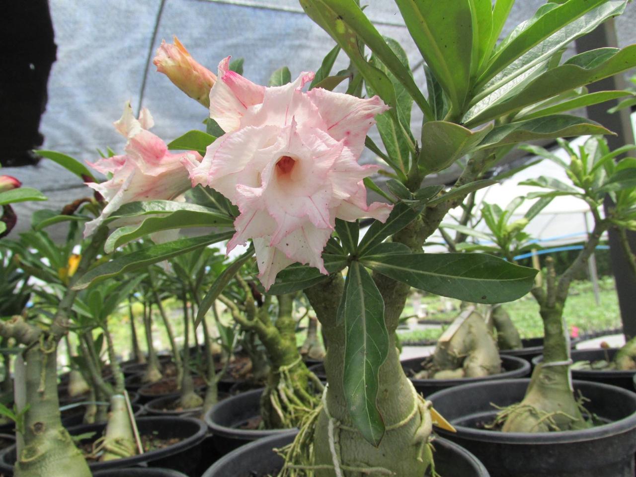 Feira Rosas do Deserto começa nesta quinta em Natal