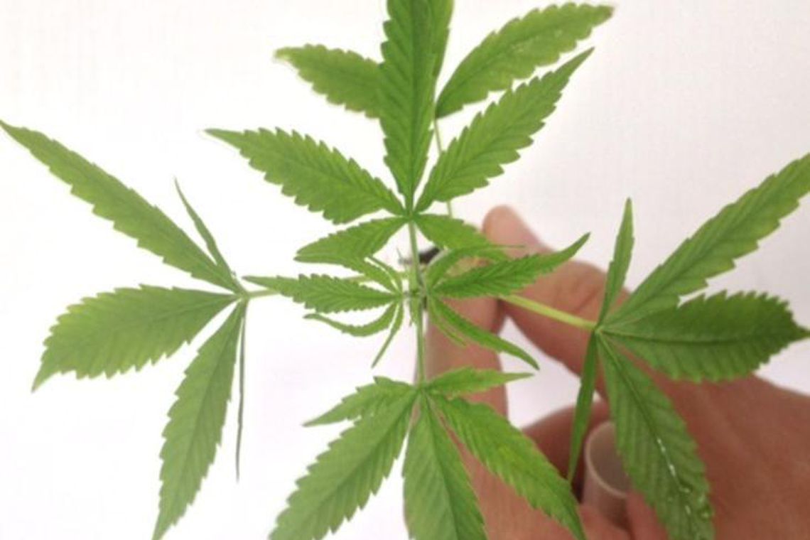 Ministro do STF considera que importar semente de maconha não é crime