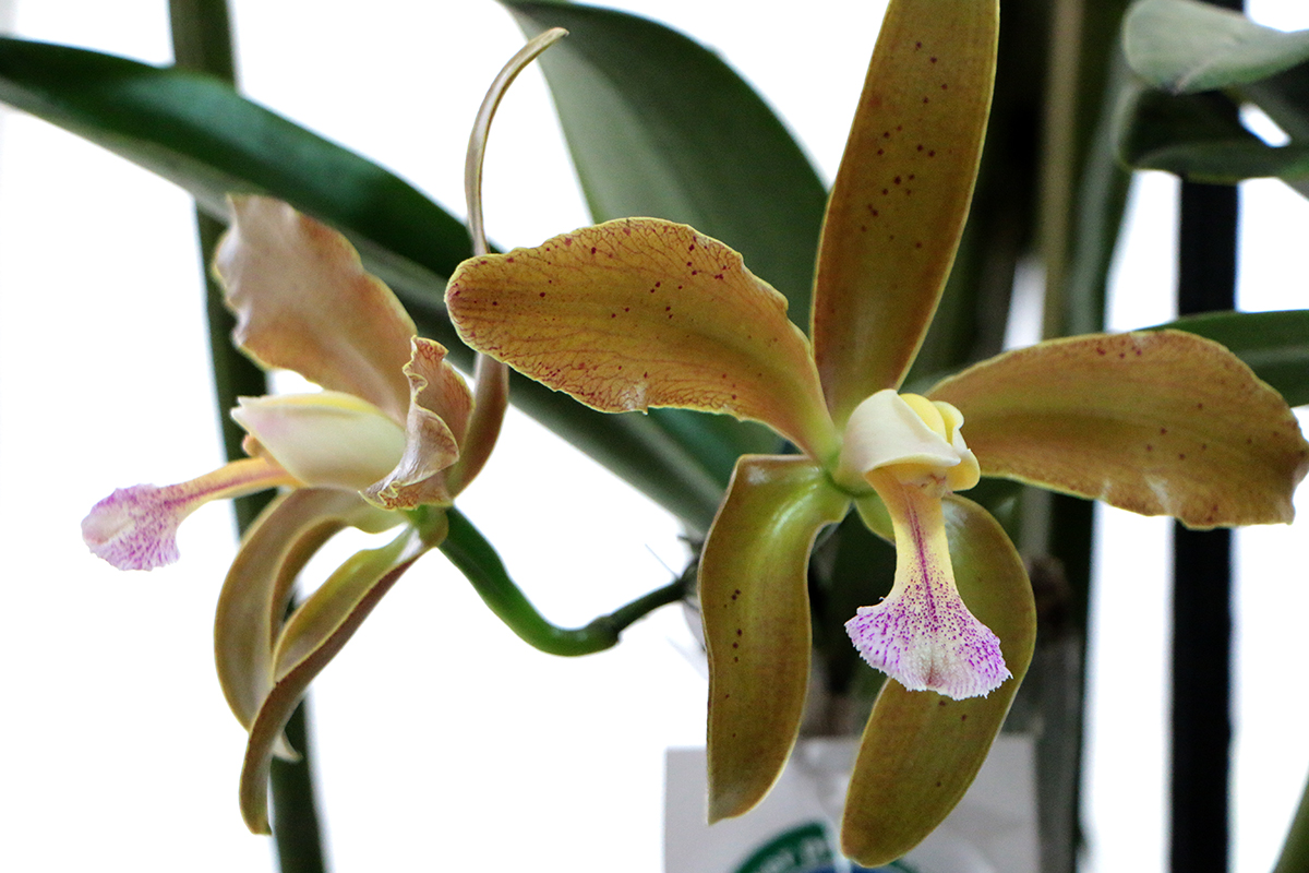 Orquídea cattleya é reconhecida como flor símbolo do Rio Grande do Norte