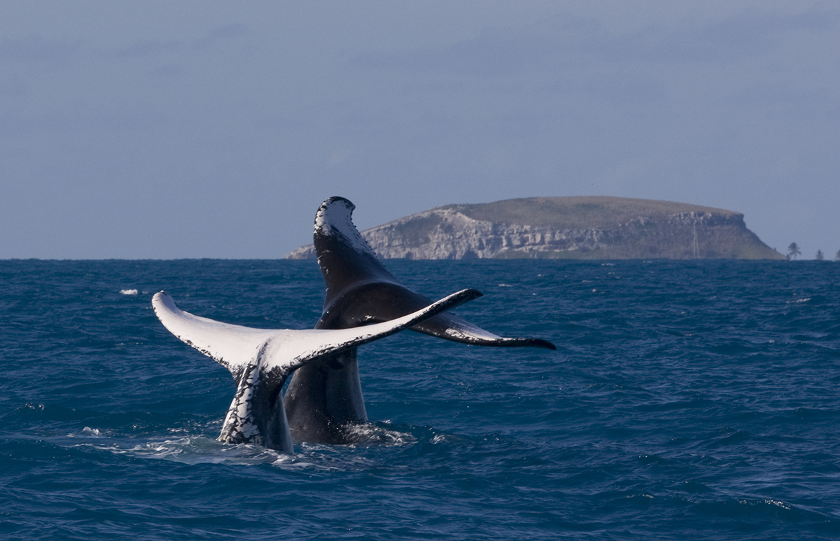 Litoral baiano atrai turistas para o espetáculo das baleias jubartes