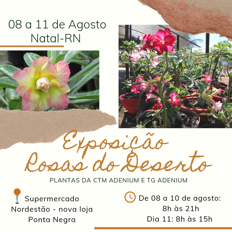 Nordestão realiza na próxima semana exposição Rosas do Deserto