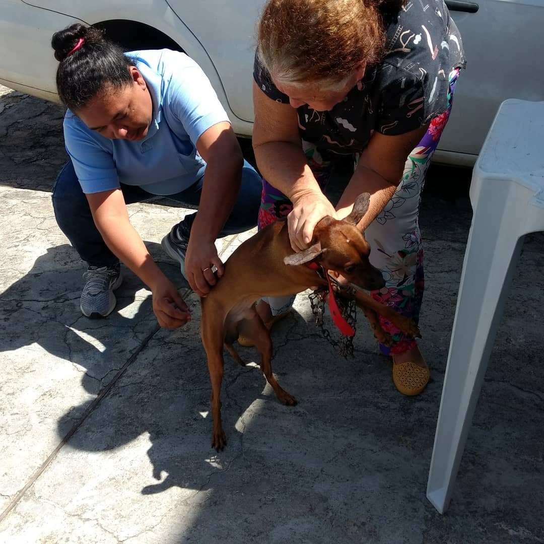 Começa Campanha Antirrábica 2019 em Natal; saiba onde vacinar seu pet