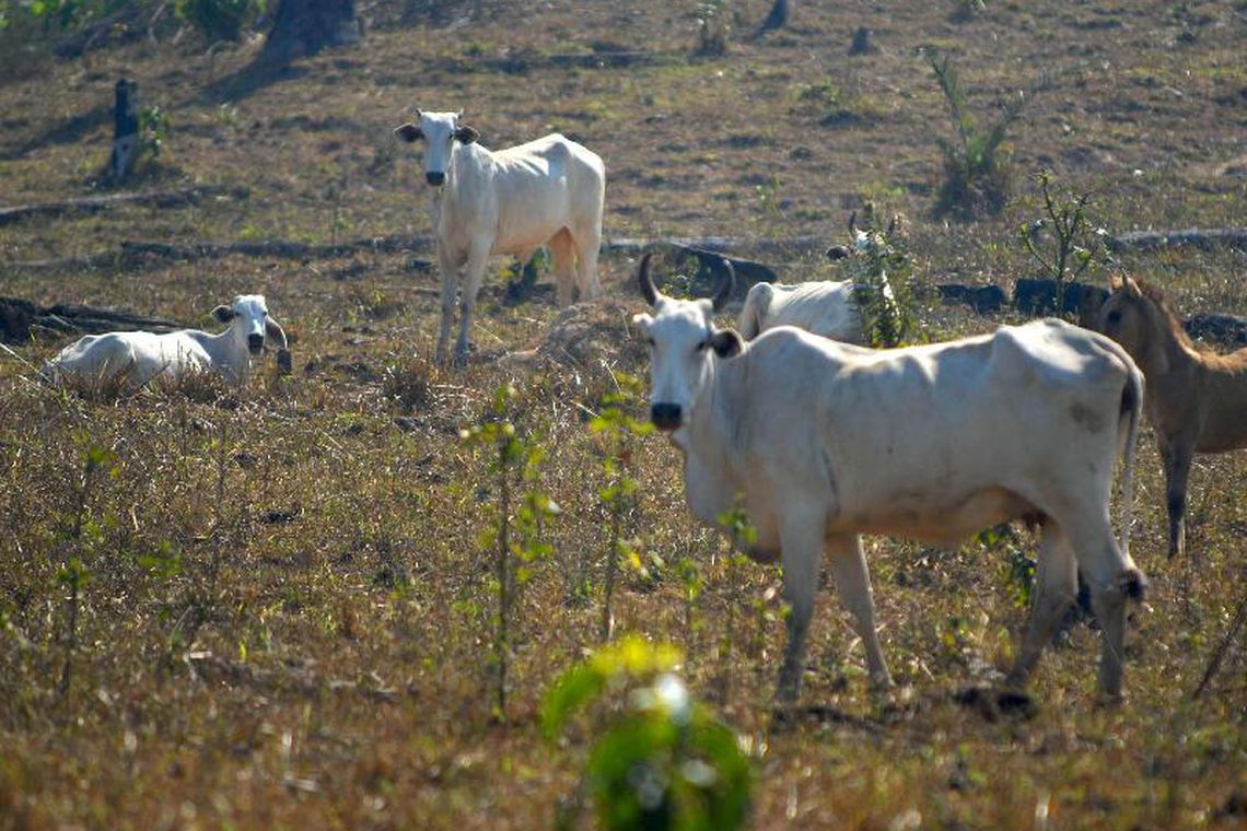 AgroNordeste deve levar crédito e conhecimento a produtores da região