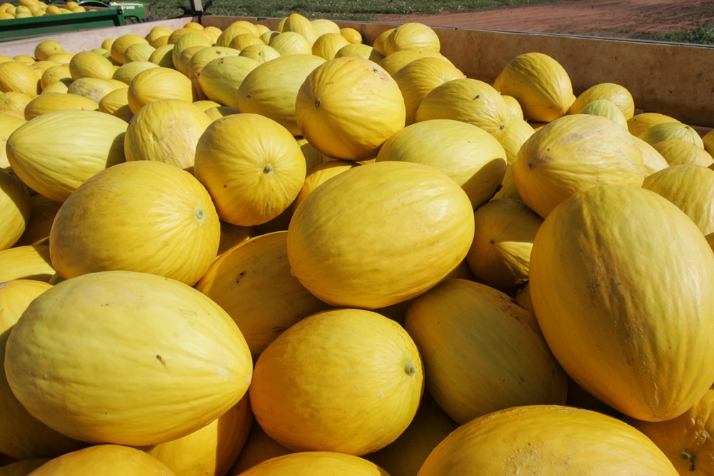 Exportações do RN crescem 52,7%; Estado vende US$ 40 milhões a mais em frutas