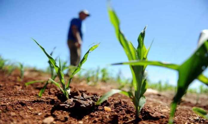 Norte e Nordeste têm R$ 20 milhões disponíveis no seguro rural até outubro