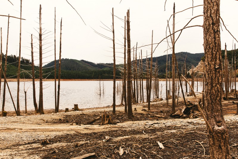 Artigo: Paiva Netto fala sobre meio ambiente e progresso