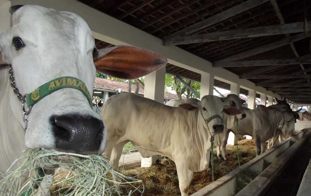 Agropecuária puxa saldo positivo de 3,7 mil empregos formais em agosto no RN