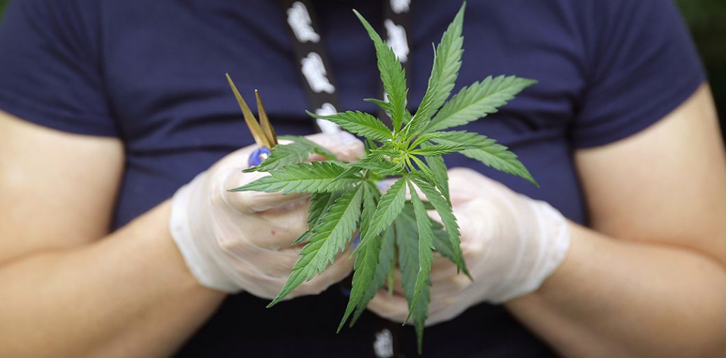 Comissão do Senado aprova regulamentação do uso da maconha medicinal no Brasil