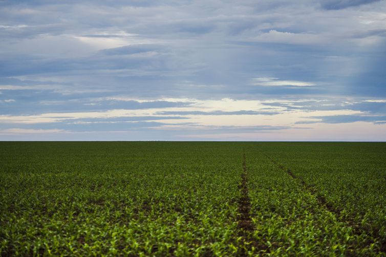 Brasil deverá ter produção recorde de grãos na safra 2019/2020