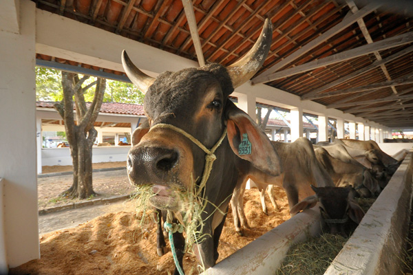 Primeiro Leilão da Emparn na Festa do Boi será no Domingo