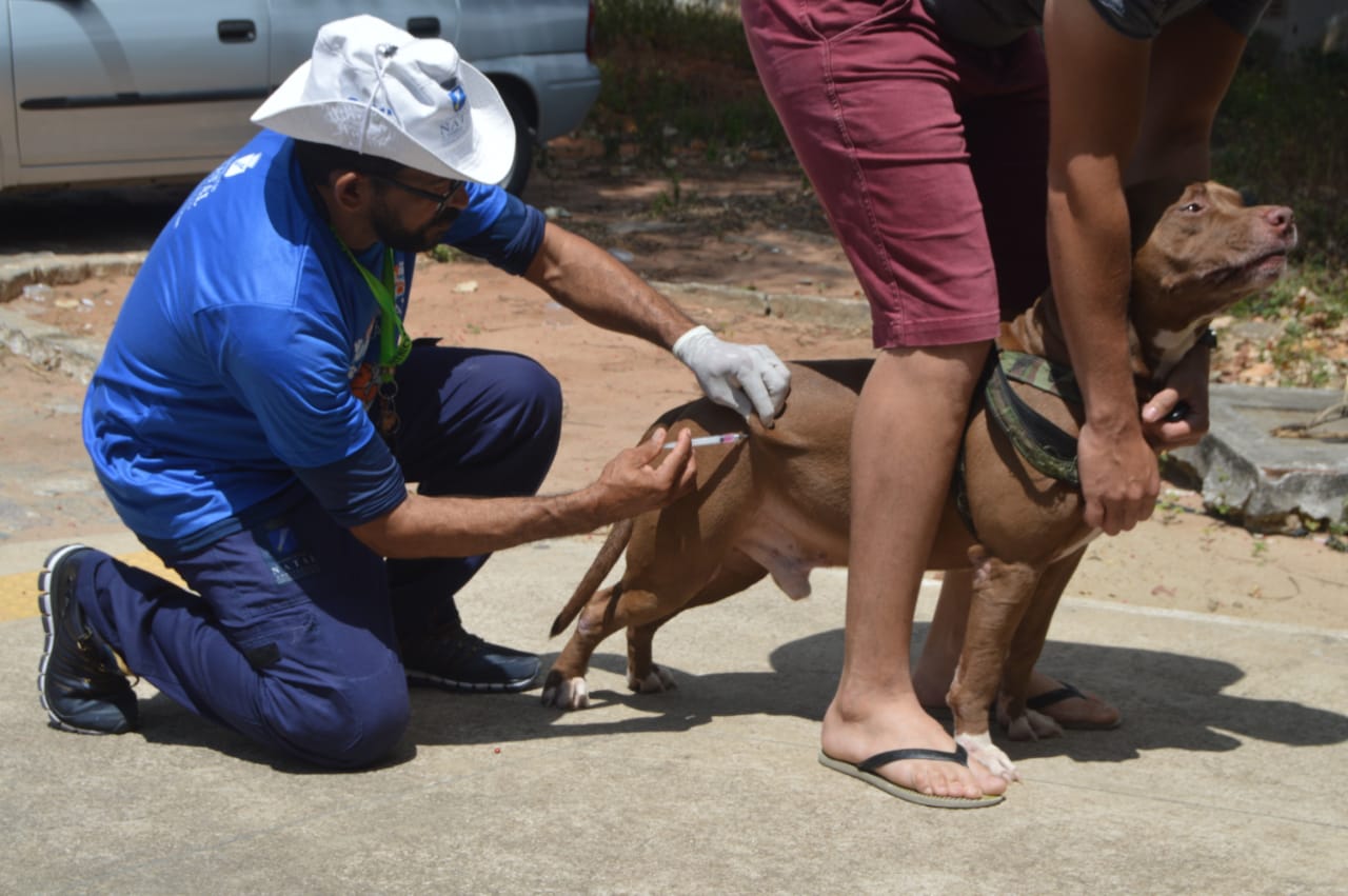 Natal prorroga Campanha Antirrábica; confira locais de vacinação