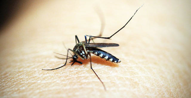 Casos confirmados de dengue caem no RN; chikungunya tem aumento expressivo
