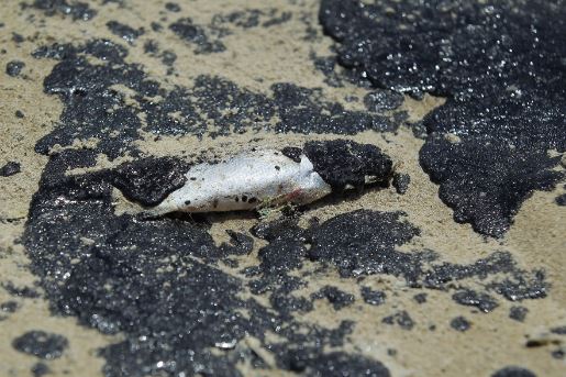 Governo recomenda não comercialização de pescados atingidos por óleo no RN