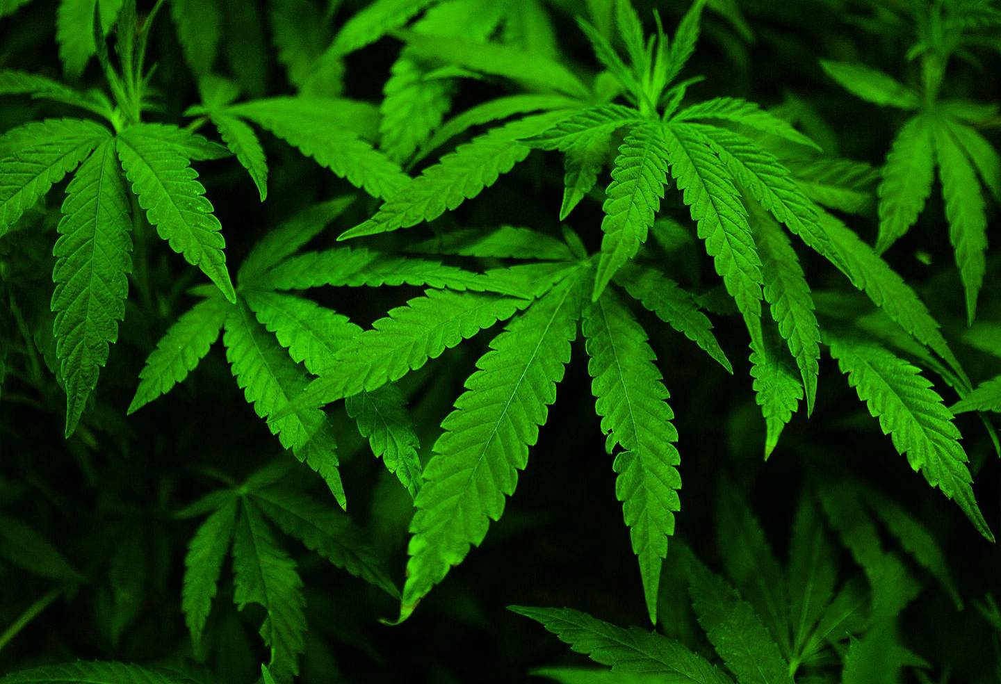Justiça do RN autoriza aquisição de maconha para tratamento de câncer de mama