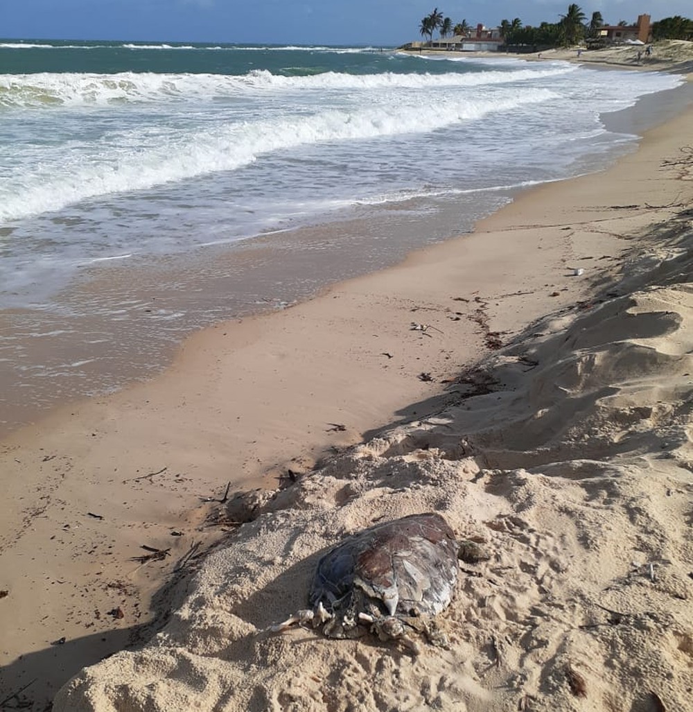 Duas tartarugas marinhas com manchas de óleo são achadas mortas no RN