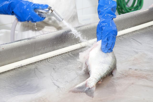 Pescado do RN e demais áreas atingidas por óleo pode ser consumido, diz estudo