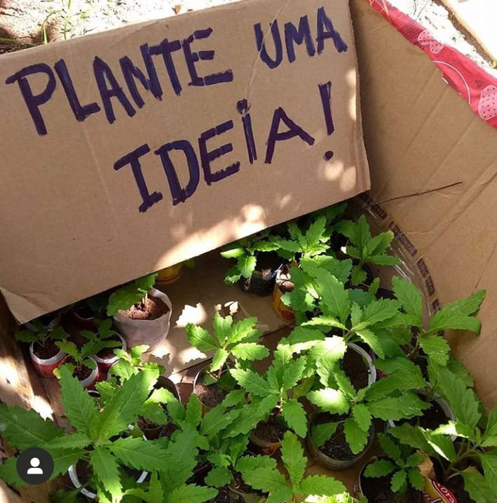Primeiro aplicativo de doação de mudas é potiguar