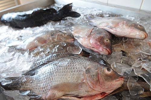 Sesap vai analisar pescados em 10 municípios do RN atingidos por manchas de óleo