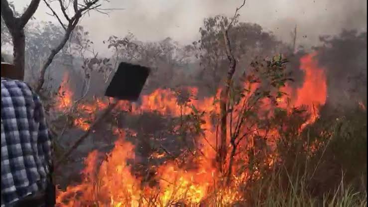 Polícia prende membros de ONGs sob suspeita de incendiar floresta no Pará
