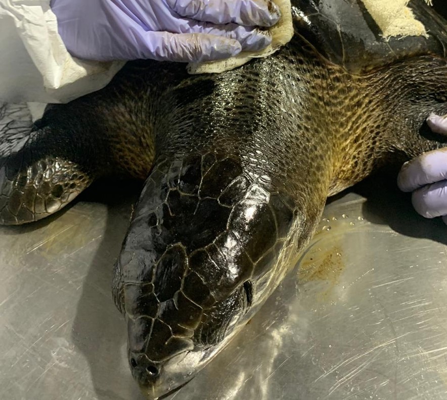 Tartaruga achada com óleo na Redinha será devolvida ao mar após 60 dias