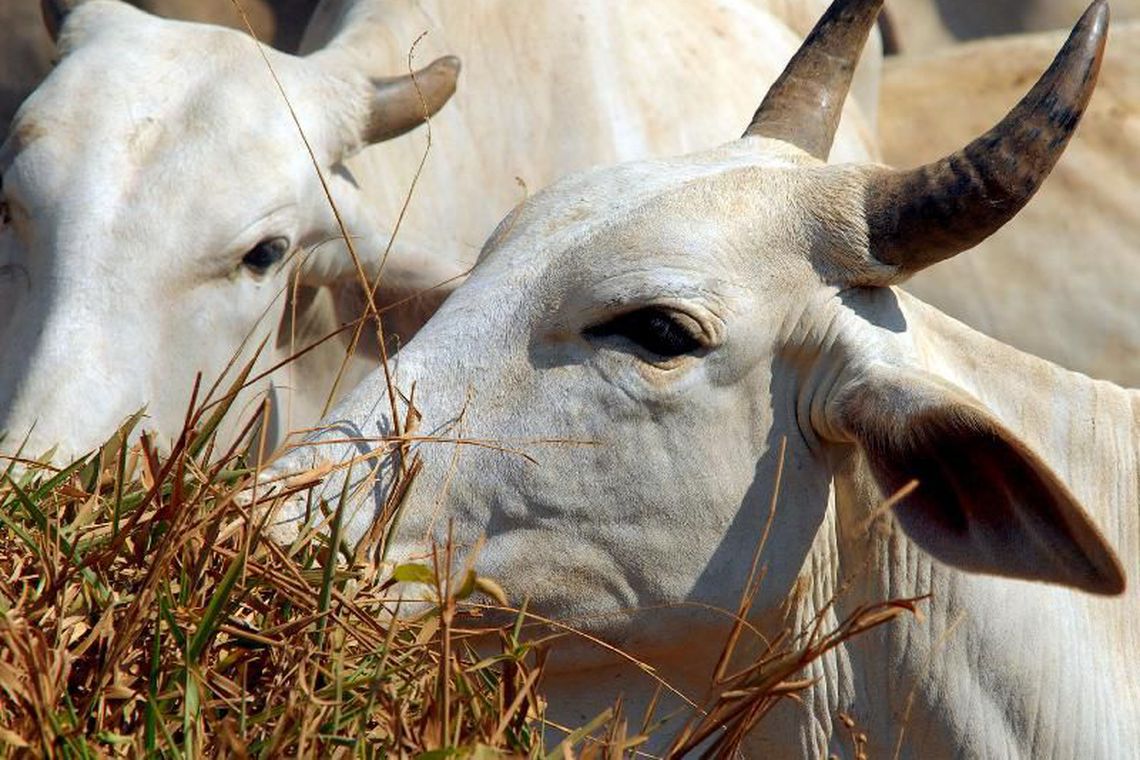 Campanha de vacinação contra febre aftosa vai até sábado