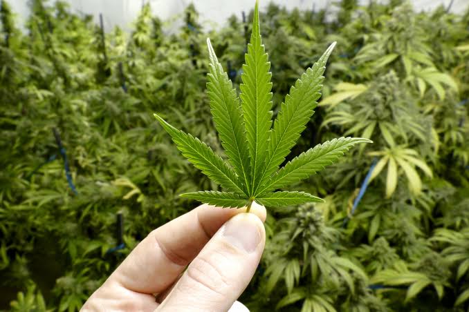 Utilização da cannabis medicinal será discutida hoje na Assembleia Legislativa