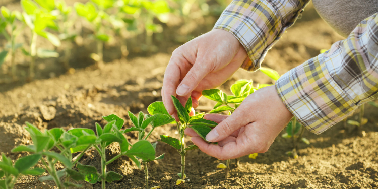 SENAR-RN abre inscrições para Curso Técnico gratuito em Agronegócio