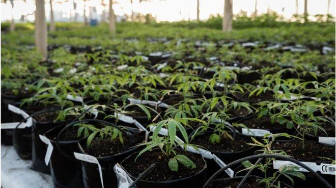 Anvisa libera registro e comercialização de maconha em farmácias no Brasil