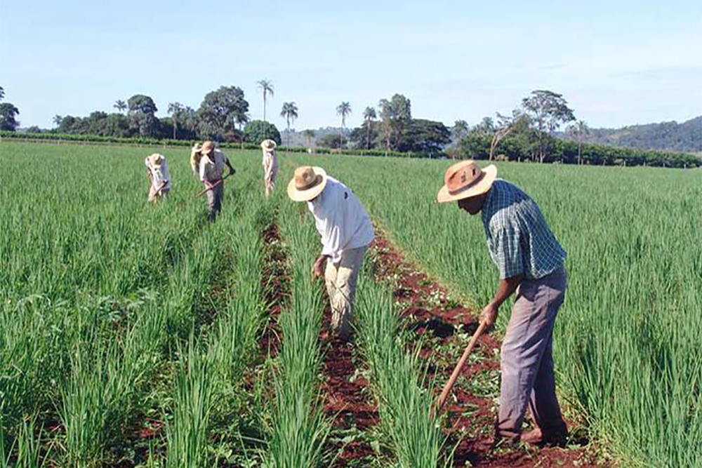 Produtores têm até segunda para aderir ao Refis Rural