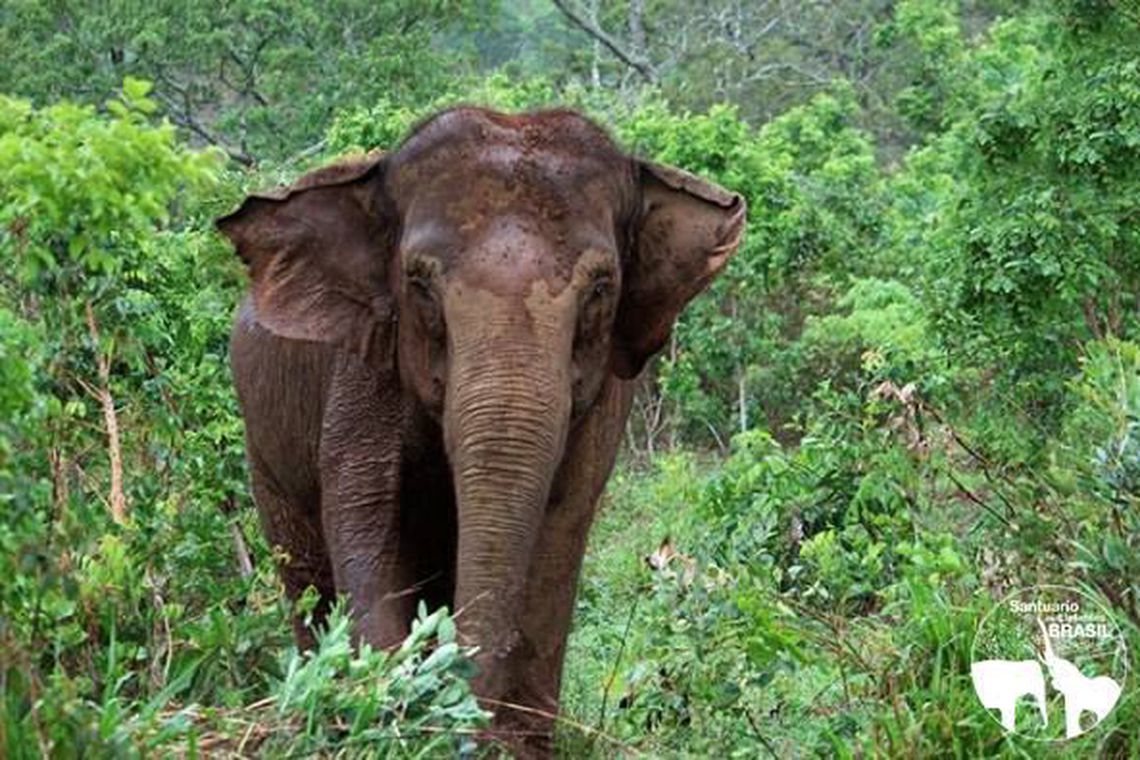 Elefanta Ramba morre em santuário no MT dois meses após chegar ao Brasil