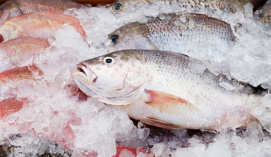 Além de frutas, RN lidera exportações de peixes frescos ou refrigerados no país