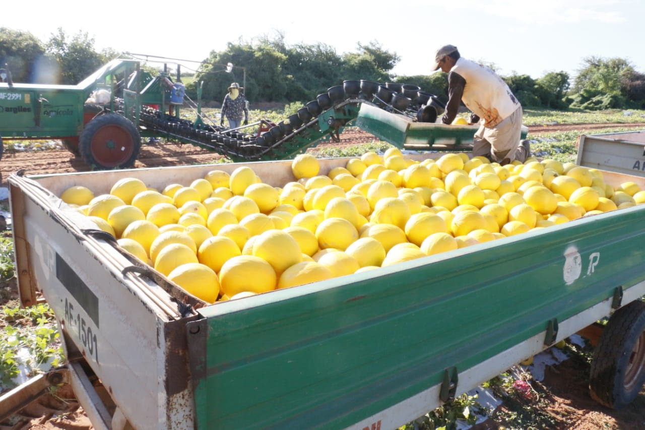 Exportações do RN crescem 41,9% em 2019, aponta Fiern