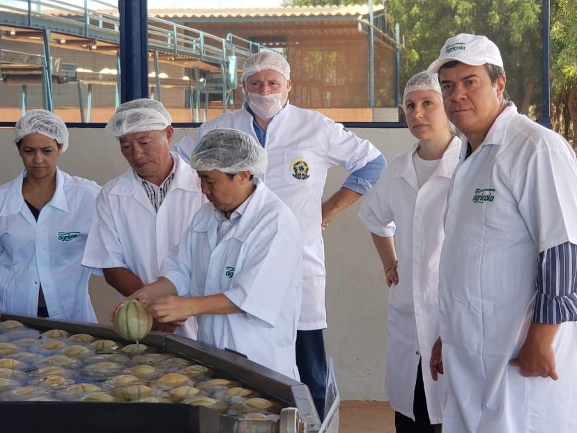Melão: Chineses concluem inspeção e RN espera iniciar exportações em fevereiro