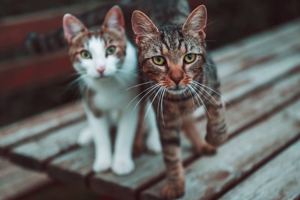 Alerta: RN tem surto de doença transmitida por gatos; uma morte é confirmada