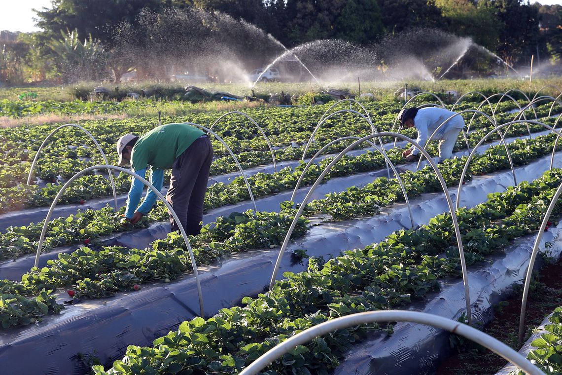 Cresce número de agricultores com acesso ao seguro rural