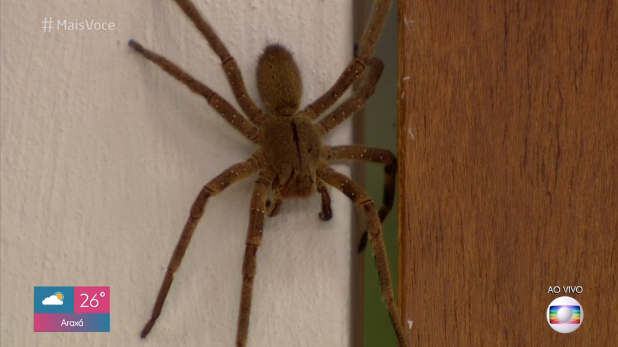 Aranha gigante aparece no estúdio durante programa da Globo
