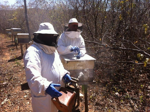 Produtores de cidade do RN recebem selo de comercialização de mel