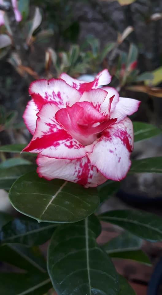 Nesta semana tem “Feira Rosas do Deserto”, em Ponta Negra