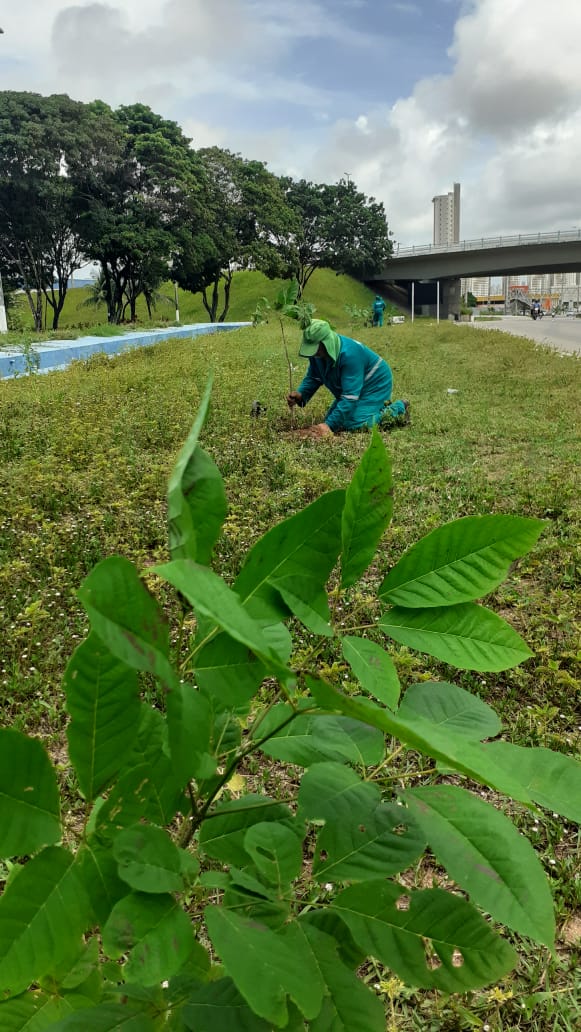 Projeto Planta Natal assenta 140 novas mudas