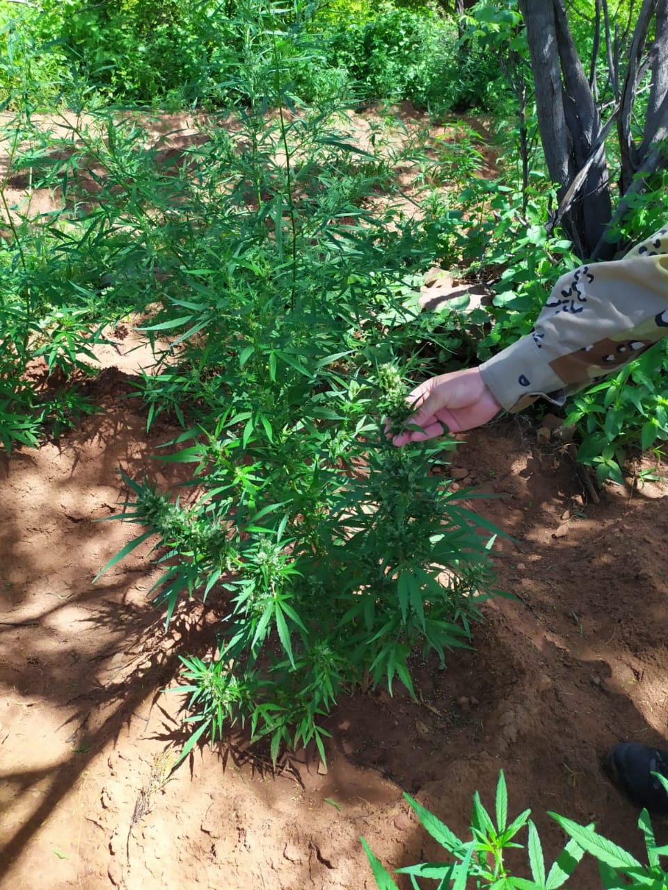 Polícia localiza grande plantação de maconha e prende 4 em operação no RN